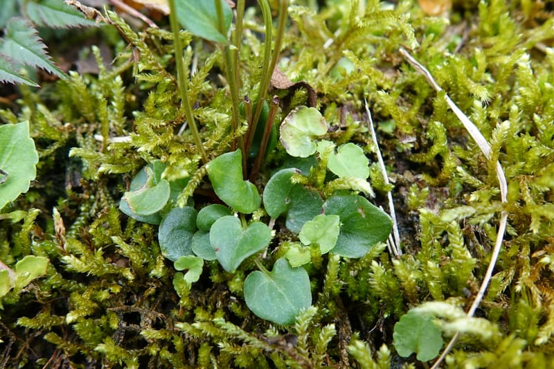 Parnassia palustris, Tseng Yu-Hsin 1316--Taiwan. SW of Nanshan on highway 7. 20 May 2016. DSC03339 (7).JPG