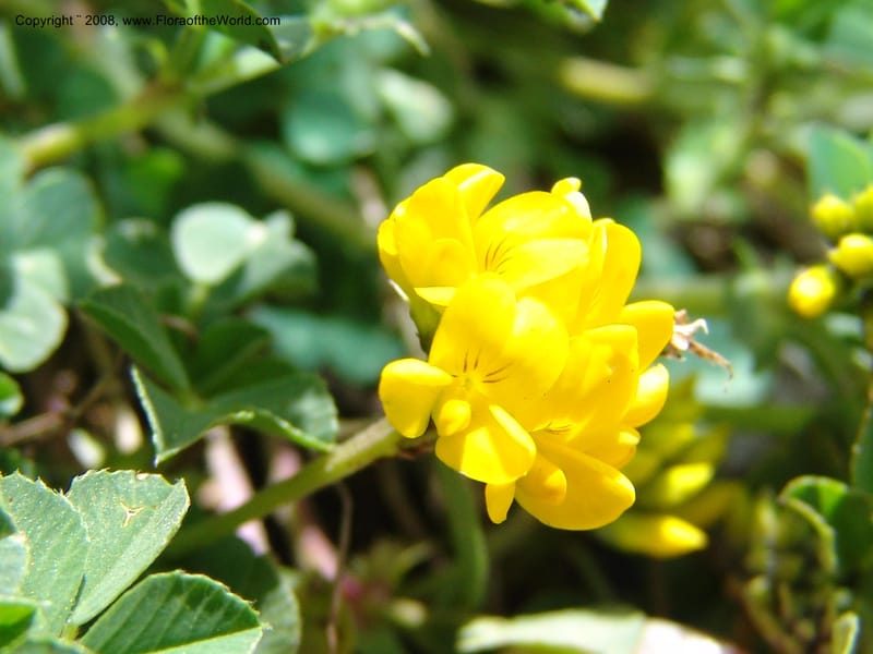 Medicago dzhawakhetica--Georgia. Vic. of Tskhrats'karo Pass. 7 Jun 05. 252.jpg