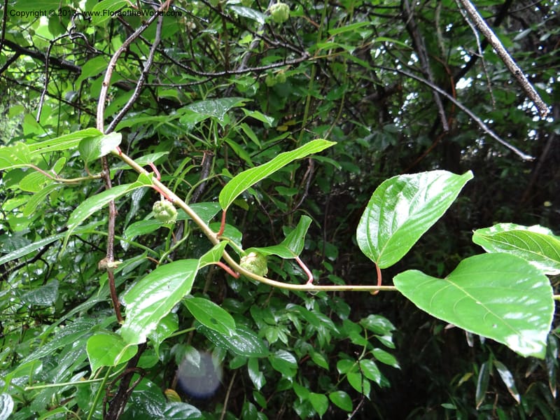 Kadsura longipedunculata, Davidson, C 12011--China. Anhui Prov. Huang Shan. 6 Jun 2012. DSC01928 (24).JPG