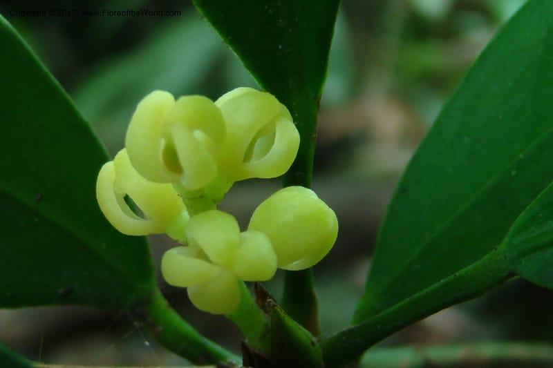 Chionanthus, Regalado 1707--Viet Nam. Thua Thien Hue Prov. Nam Dong Distr. Thuang.12 Apr 09. 160 (1).jpg