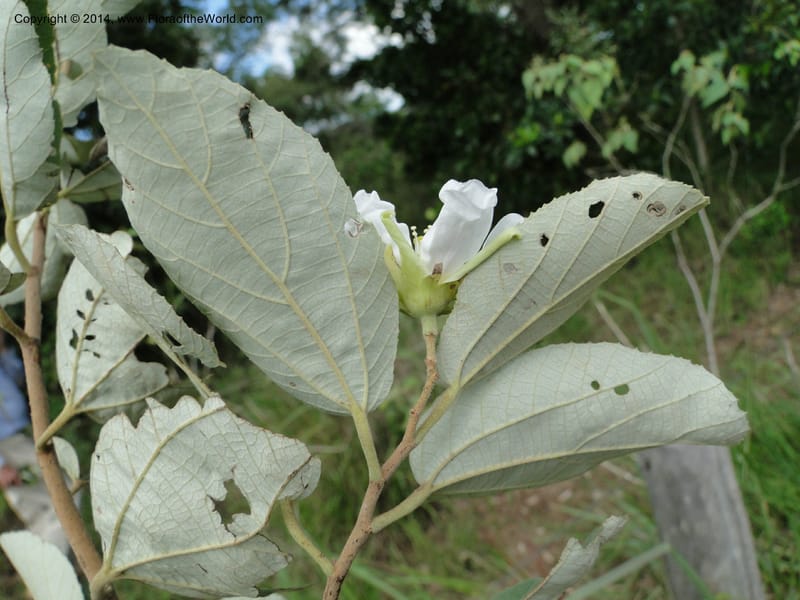 Luehea paniculata, Stevens,  W. D 31230, Garay Cue, 19 Mar 2011 2343 (1).JPG