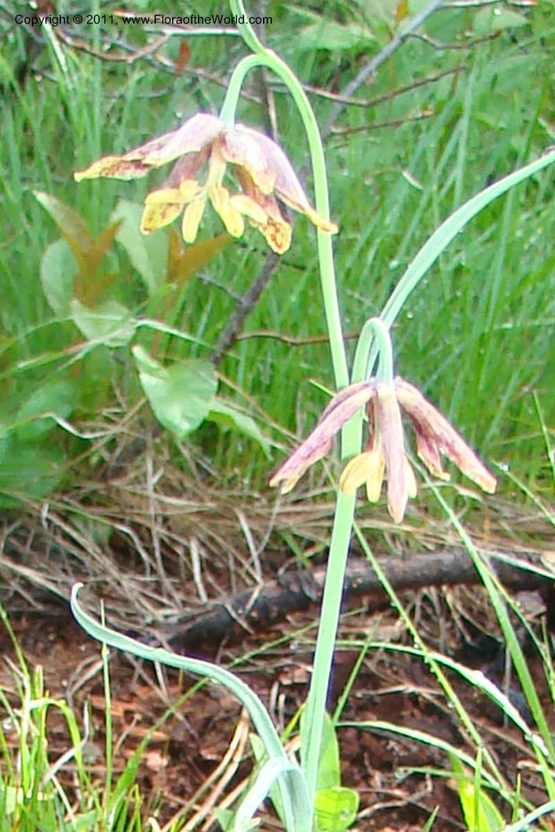 Fritillaria atropurpurea, C. Davidson 11437--Idaho. Valley Co. Payette Lake. Sylvan Beach. 7 June 2009. 016.jpg