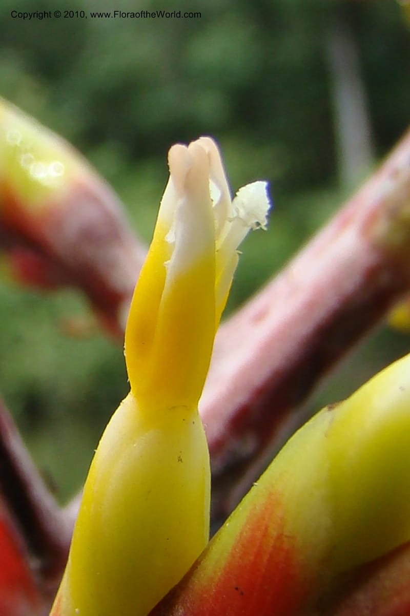 Aechmea, RVasquez34772--Peru. Loreto. Dist. Nauta. Qbda Nawapa, Rio Tigre. 11 Nov 08. 583.jpg