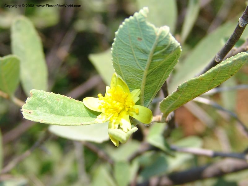 Grewia flava--So.Africa. Mpumal. S of Burgersfort. 16 Mch 05. 254.jpg