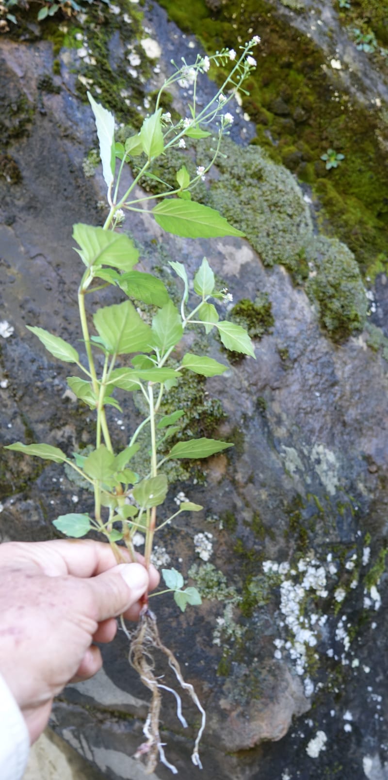 Circaea alpina subsp. imaicola, C. Davidson 13756--China. Sichuan. Yibailingba-gou. 12 Aug 2017. DSC04660 (631).JPG