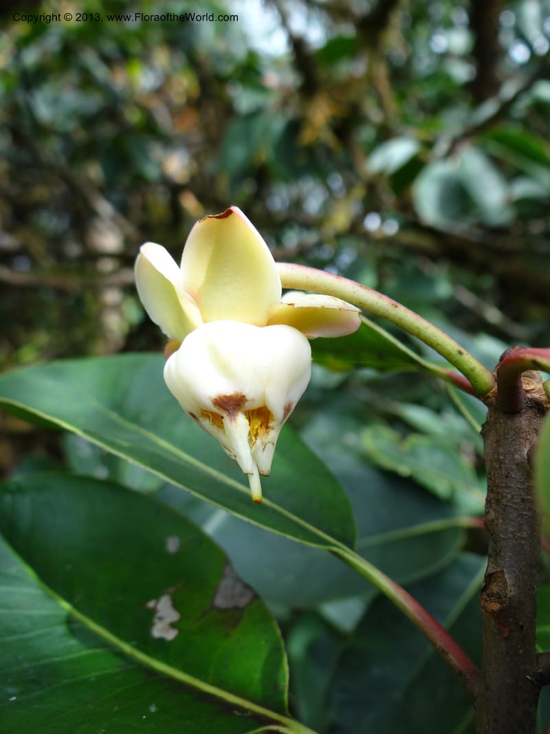 Anneslea fragrans, VC 5499--Thailand. Chiang Mai. Doi Inthanon Nat. Park. 8 Nov 2012. DSC07747 (147).JPG