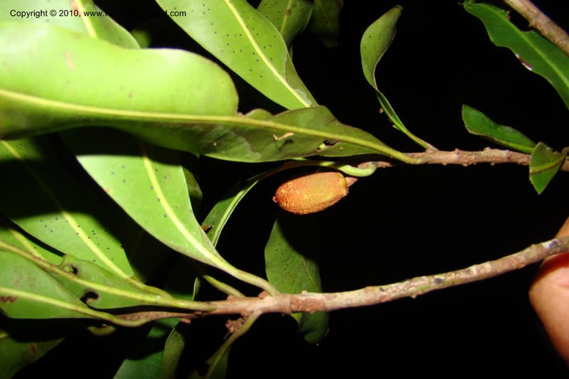 Pouteria gomphiifolia, Vasquez 34804--Peru. Loreto. Dist. Nauta. Miraflores, Rio Tigre. 10 Nov 08. 895.jpg