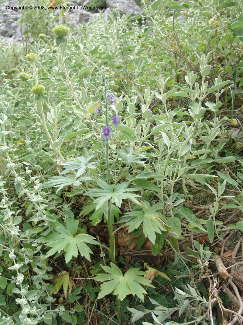 Delphinium staphisagria--Crete. Ep. Kisamos. Sirikari Gorge. 25 May 05. 208.jpg