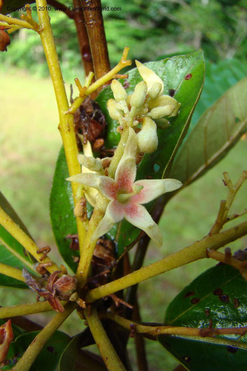 Sterculia villifera, Mori, 27339--French Guiana. Les Nouragues Station. 27 Oct 09. 052.jpg