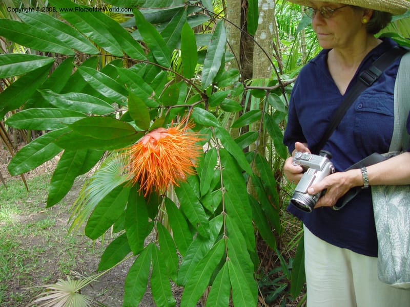 Brownea coccinea ssp. capitella--FL. Fairchild Tropical Gard. 7 Apr 03. 221.jpg