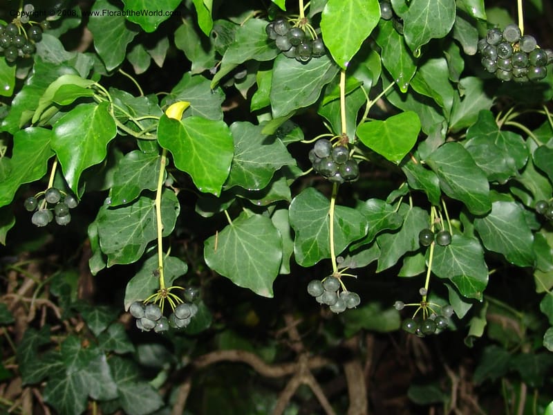 Hedera colchica--Georgia. T'bilisi. Central Botanical Garden. 5 Jun 05. 005.jpg