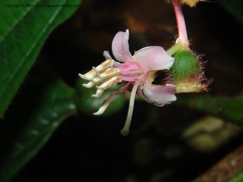 Tococa guianensis, AAraujoM1251--Bolivia. Pq. Nac. Madidi. Chalalan. Send. Anta. 30 Nov 04. 256.jpg
