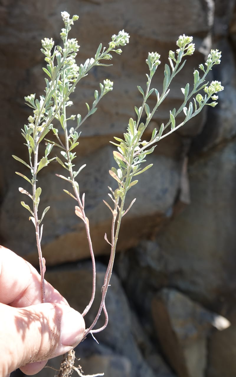 Alyssum alyssoides, C. Davidson 13796--Oregon. Union Co. Hwy 82, near summit. 6 Jun 2018. DSC05441 (86).JPG