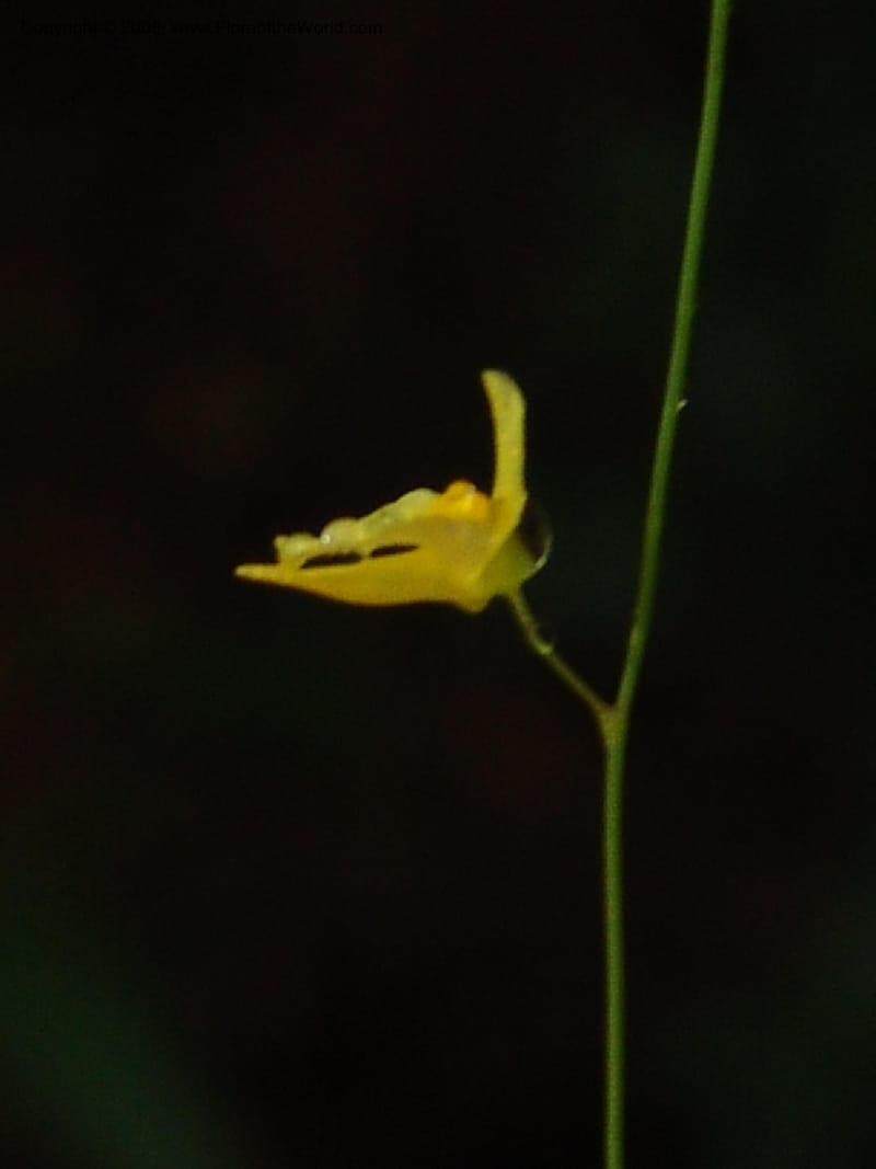 Utricularia subulata, GWalters1646--Gabon. Prv. Estuaire. Mondah For. 16 Apr 06. 089.jpg