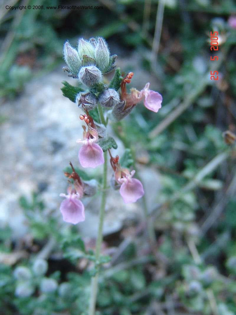 Teucrium divaricatum--Crete. Ep. Kisamos. Sirikari Gorge. 25 May 05. 429.jpg
