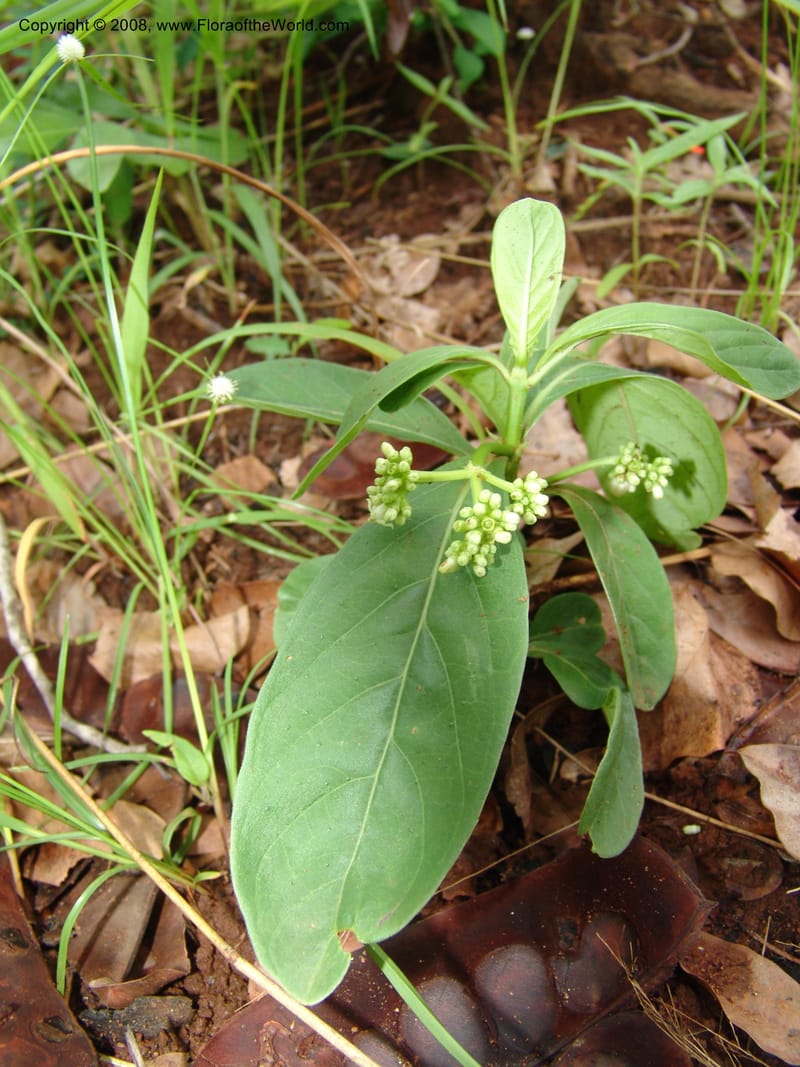 Psychotria. GSimon1479--Tanz. Ulanga Dist. Miombo. Ca. 10 km N of Mahenge. 18 Feb 06. 202.jpg