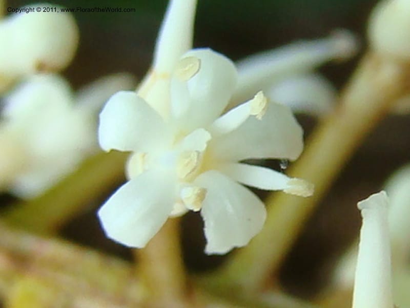 Citronella, P. Lowry 7215--New Caledonia. 618 (10).jpg