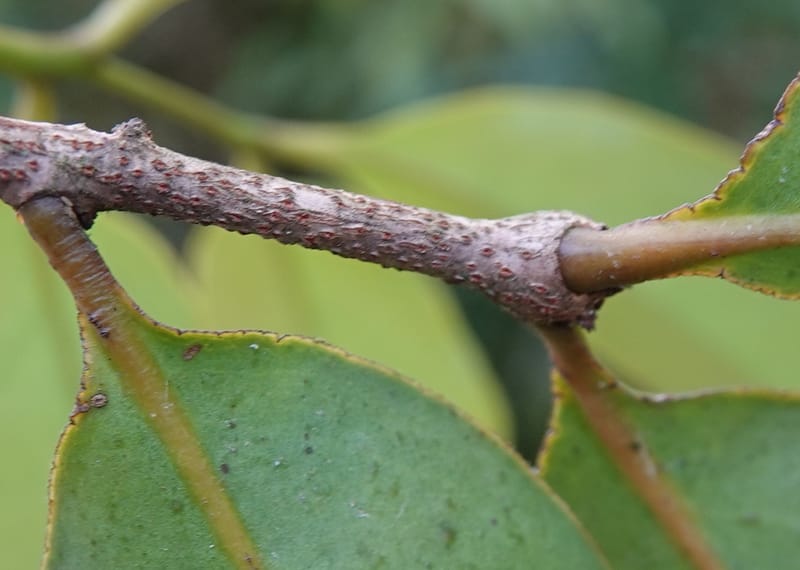 Macrosolen cochinchinensis, D. Boufford 44099--China. Yunnan. Lao jun Shan. 30 Apr 2018. DSC00424 (655).JPG