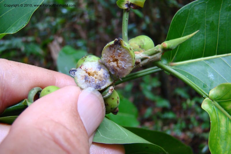 Ficus paraensis, R. Vasquez 34918--Peru. Loreto. Dto. Parinari. Tacshacocha. R. Samiria. 14 Nov 08. 172.jpg