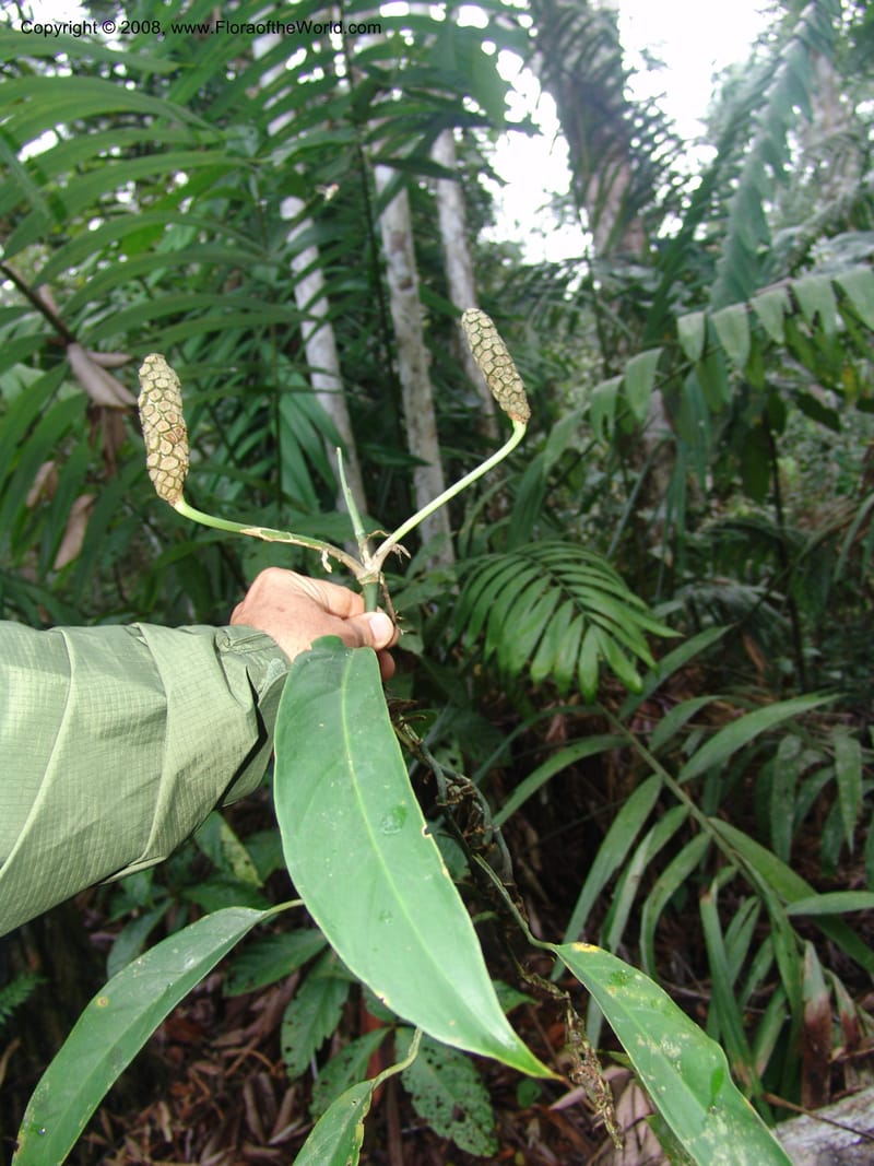 Monstera obliqua, AAraujoM3083--Bolivia. Pq. Nal. Madidi. Chalalan, Sendero Jaguar. 24 Sep 06.  261.jpg