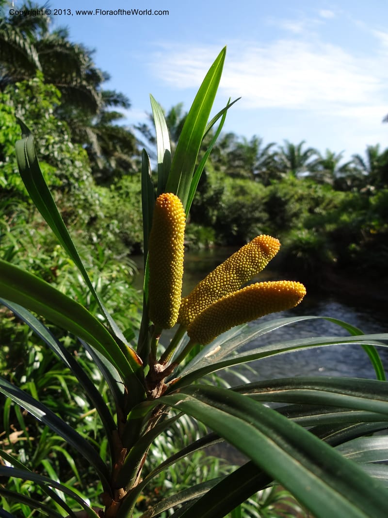 Freycinetia robinsonii var. meijeri, Callmander 1031--Malaysia. Sabah. Tahan Niaga Plantation. 8 Apr 2012. DSC07609 (47).JPG