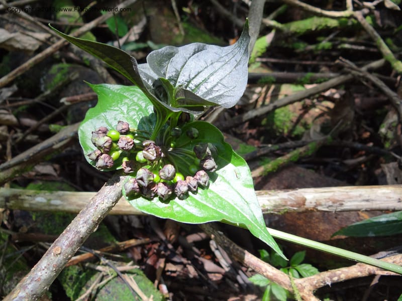 Tacca palmata, SAN.153234--Malaysia, Sabah. Kinabalu N.P., Poring. 7 Apr 2012. DSC07573.JPG