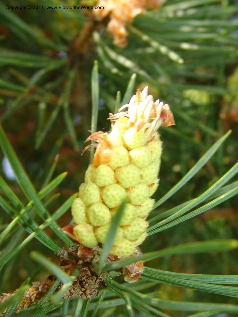 Pinus kochiana--Georgia. Bakuriani Botanical Garden. Forest. 7 Jun 05. 004.jpg