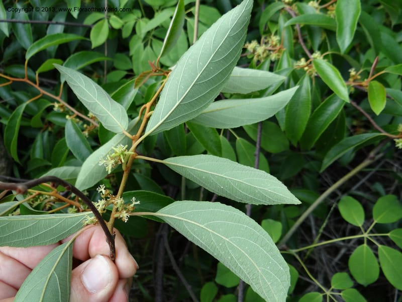 Actinidia lanceolata, Davidson, C 1205287--China. Zhejiang Prov. Shunxi Village. 28 May 2012. DSC00348 (103).JPG