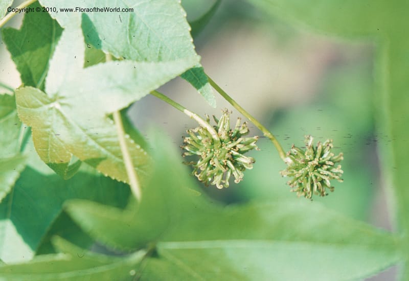 Liquidambar styraciflua--CA. Los Angeles St. and County Arbor. May 75. 001.jpg