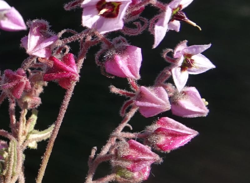Lasiopetalum glutinosum subsp. latifolium, Davidson, C 13388--Australia. W.A. Calingiri Rd. 22 Oct 2016. DSC04023 (25).JPG
