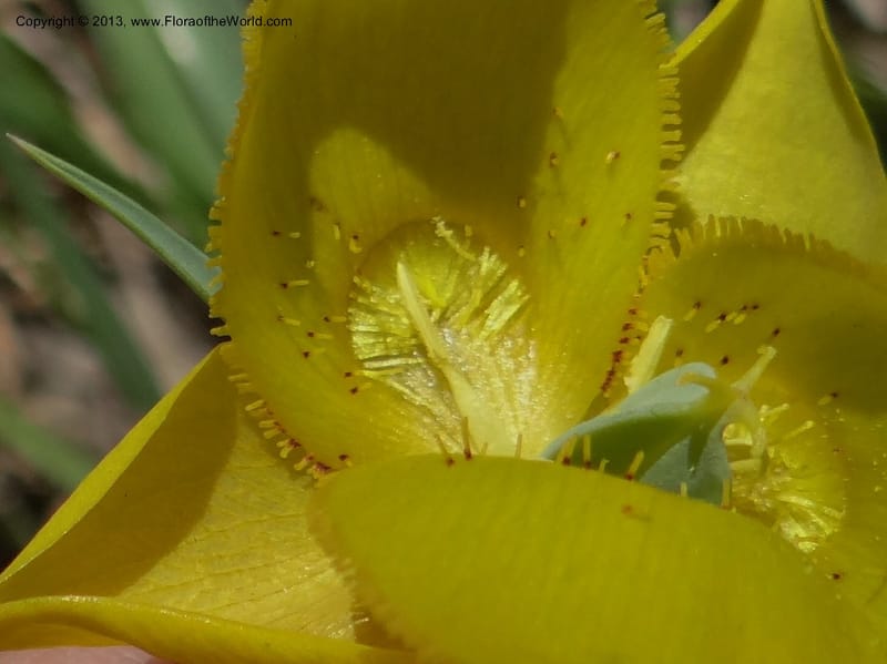 Calochortus amabilis, Davidson, C 12123--Calif. Napa Co. Hwy 128. 16 Apr 2013. DSC03072 (60).JPG