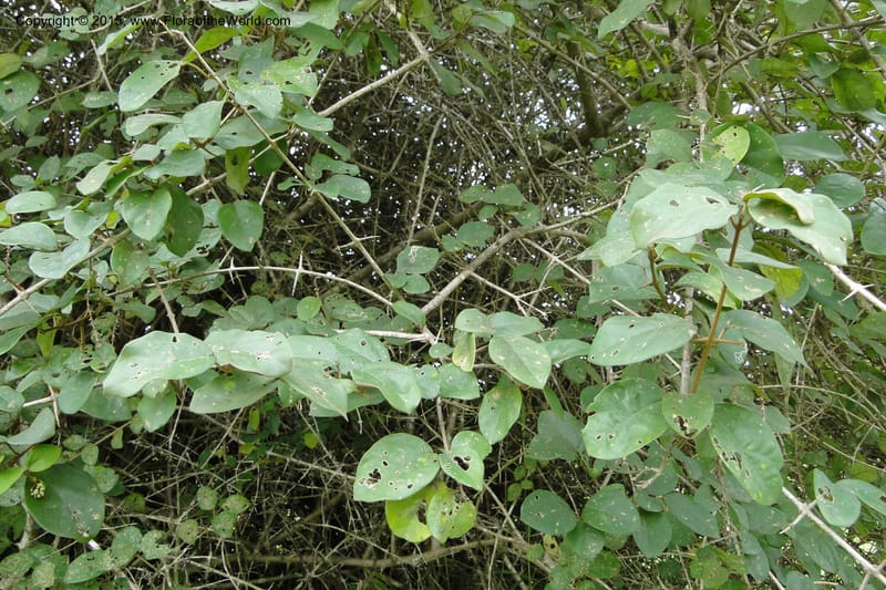 Gmelina, Regalado 1951--Viet Nam. Forest Block 19. 15 May 2011. 134.jpg
