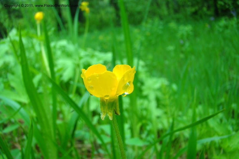 Ranunculus, C. Davidson 11402--Idaho. Adams Co. Smokey Boulder Rd. 6 June 2009. 010.jpg
