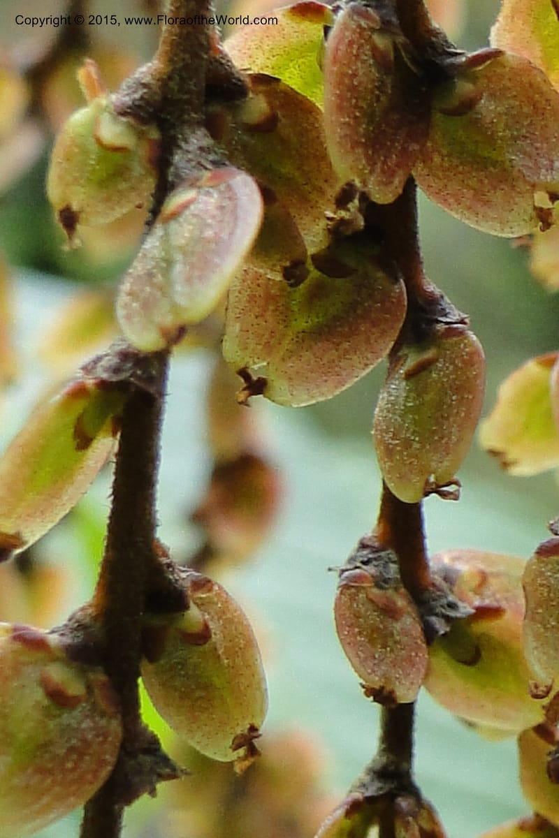 Rhoiptelea chiliantha, Regalado 1809--Viet Nam. Trail to Siu Chai Commune. 5 May 2011. 306 (12).jpg