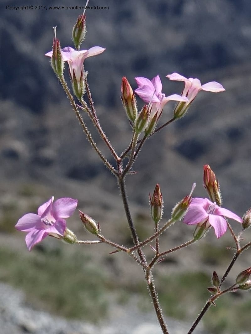 Gilia latifolia, Davidson, C 13078--California. Inyo Co. Last Chance Mts. 16 Apr 2016.  (136).JPG