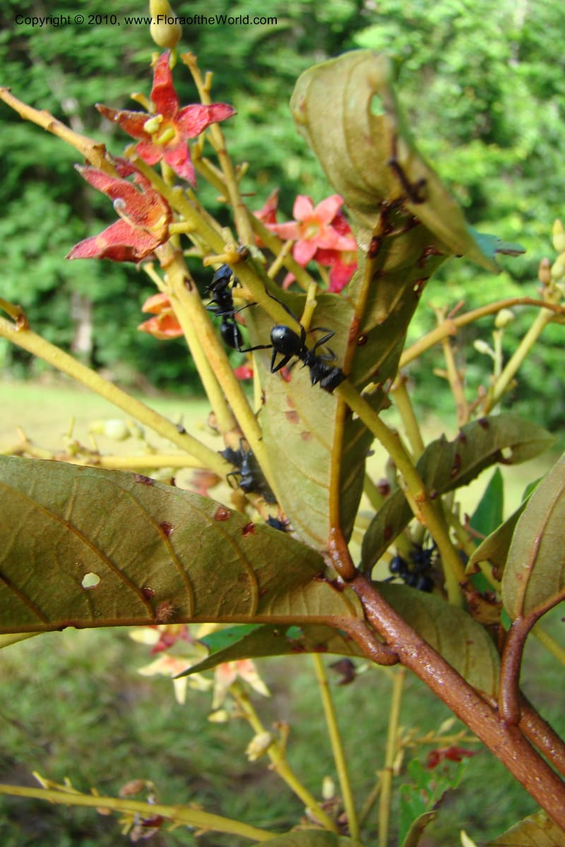 Sterculia villifera, Mori, 27339--French Guiana. Les Nouragues Station. 27 Oct 09. 041.jpg