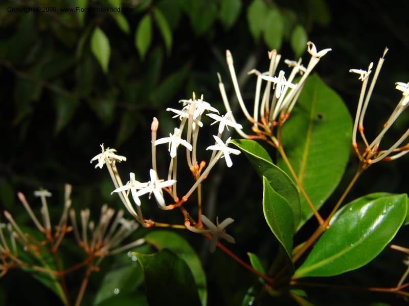 Ixora, ZRogers899--Madagascar. Prov. Toliar. Mandena Centr. Res Ecol. 19 Jan 06. 282.jpg