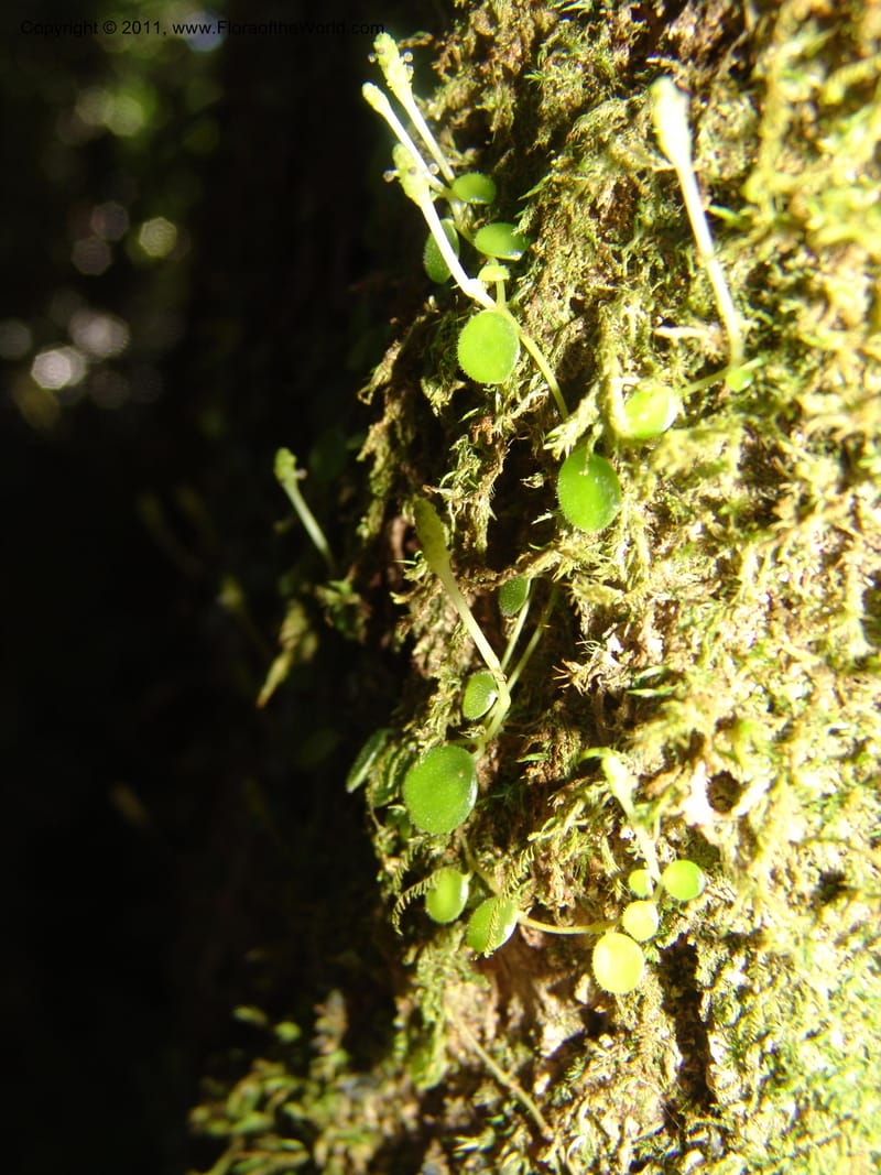 Peperomia, ROR1598--Madag. Parc Nat. Montagne d'Ambre. 11 Nov 06. 342.jpg