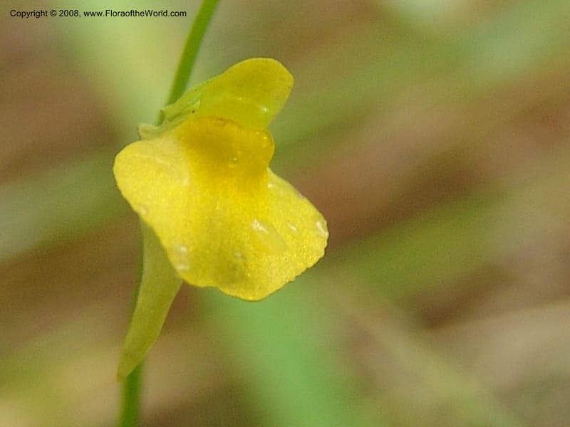 Utricularia andongensis, GWalters1643--Gabon. Prv. Estuaire. Mondah For. 16 Apr 06. 057.jpg