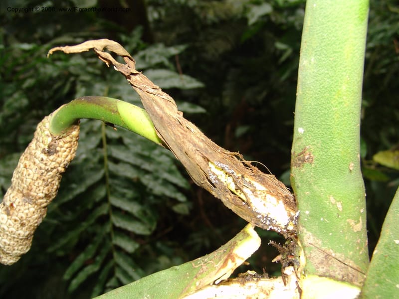 Monstera, RVasquez32988--Peru. Pillcopata. Qbda Pini Pini. 29 Oct 07. 519.jpg