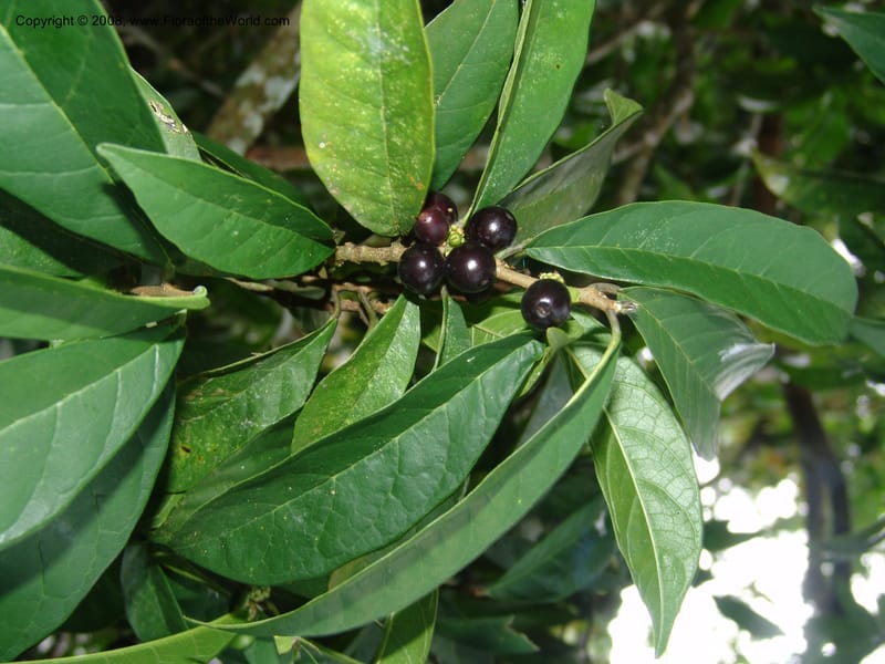 Sorocea  sprucei, AAraujoM1576--Bolivia. Pq. Nac. Madidi. Laguna Chalalan. 26 Nov 04. 321.jpg