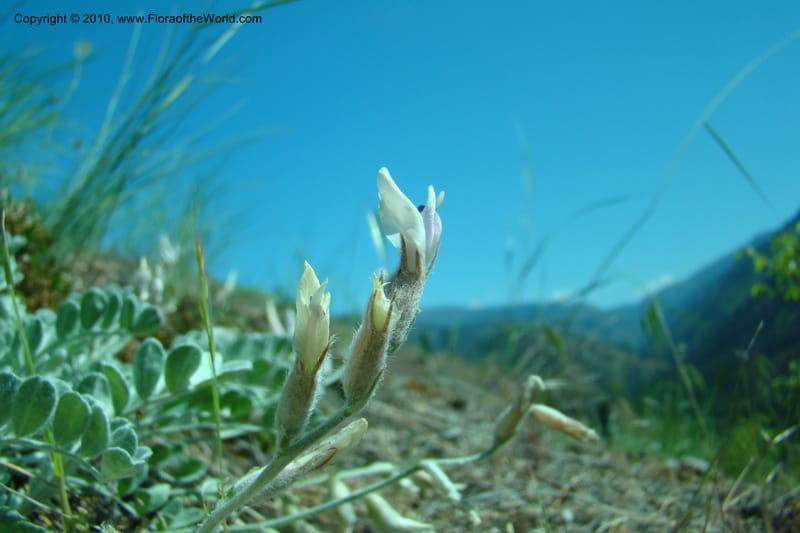 Astragalus purshii, C. Davidson 11372--Idaho. Idaho Co. Salmon River. Polly Bemis Ranch. 27 May 2009. 127.jpg