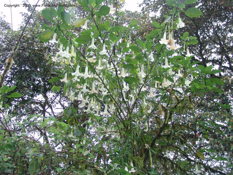 Brugmannsia, Croat94362--Ecuador. Prov. Pichincha. Reserva Bellavista. 9 Feb 05. 138.jpg