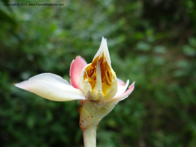 Anneslea fragrans, VC 5499--Thailand. Chiang Mai. Doi Inthanon Nat. Park. 8 Nov 2012. DSC07747 (157).JPG
