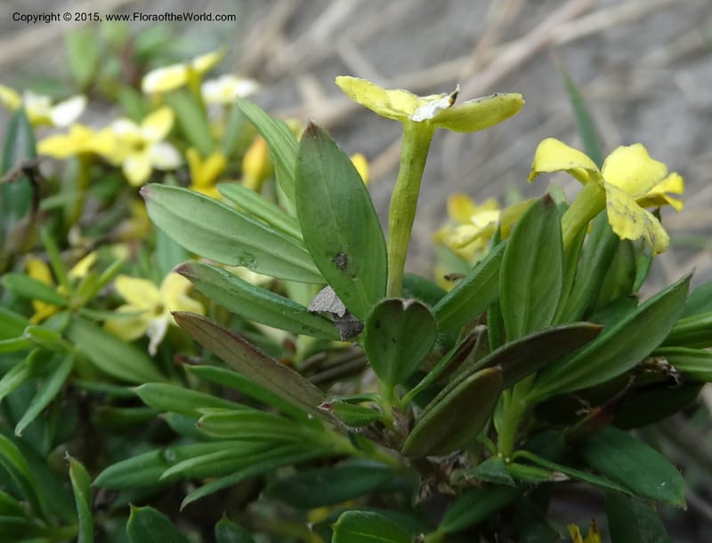 Wikstroemia, Boufford, D 43598--China. Sichuan. Yonghe Village. 6 May 2014. DSC04110 (24).JPG