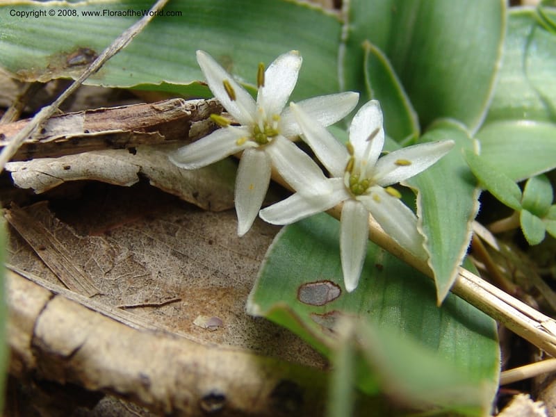 Chlorophytum tetraphyllum--Ethiopia. Bio, 6 km N of Modjo, rd twd Debre Zeit. 14 Jul 04. 035.jpg