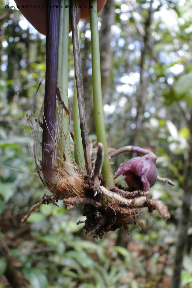 Aspidistra truongii, Regalado 1888--Viet Nam. Hon Ba Nature Res. 12 May 2011. 057 (10).jpg