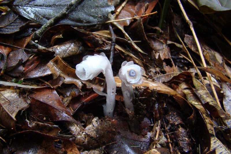 Monotropa uniflora, Regalado 1652--Viet Nam. Lao Cai Prov. Sa Pa Distr. Hoang Lien Son. 6 Apr 09. 347 (12).jpg