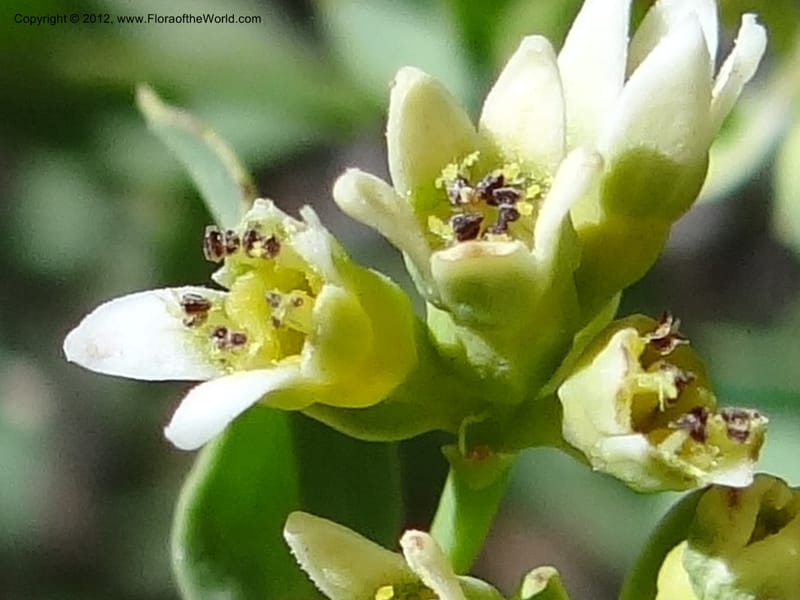 Comandra umbellata, Davidson, C 11942--AZ. Yavapai Co. Crown King Rd. 7 May 2012. DSC0894 1 (108).JPG