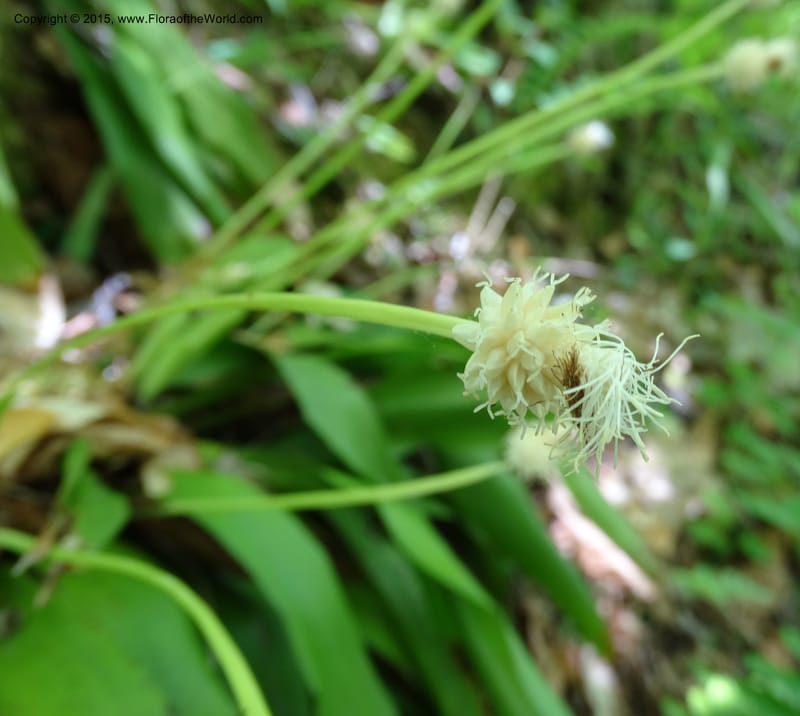Cymophyllus fraserianus, Davidson, C 12984--North Carolina. Clay Co. Perry Gap Rd, Barnard's Cr. 13 May 2015. DSC04860 (53).JPG